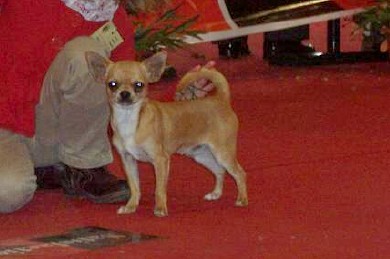 Exposición Internacional de Badajoz EXC 1º al mejor cachorro de chihuahua